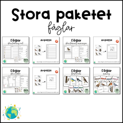Stora paketet – Fåglar