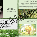 Fakta om vitsippan - bild 3