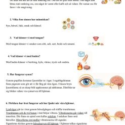 Instuderingshäfte NO – Våra sinnen