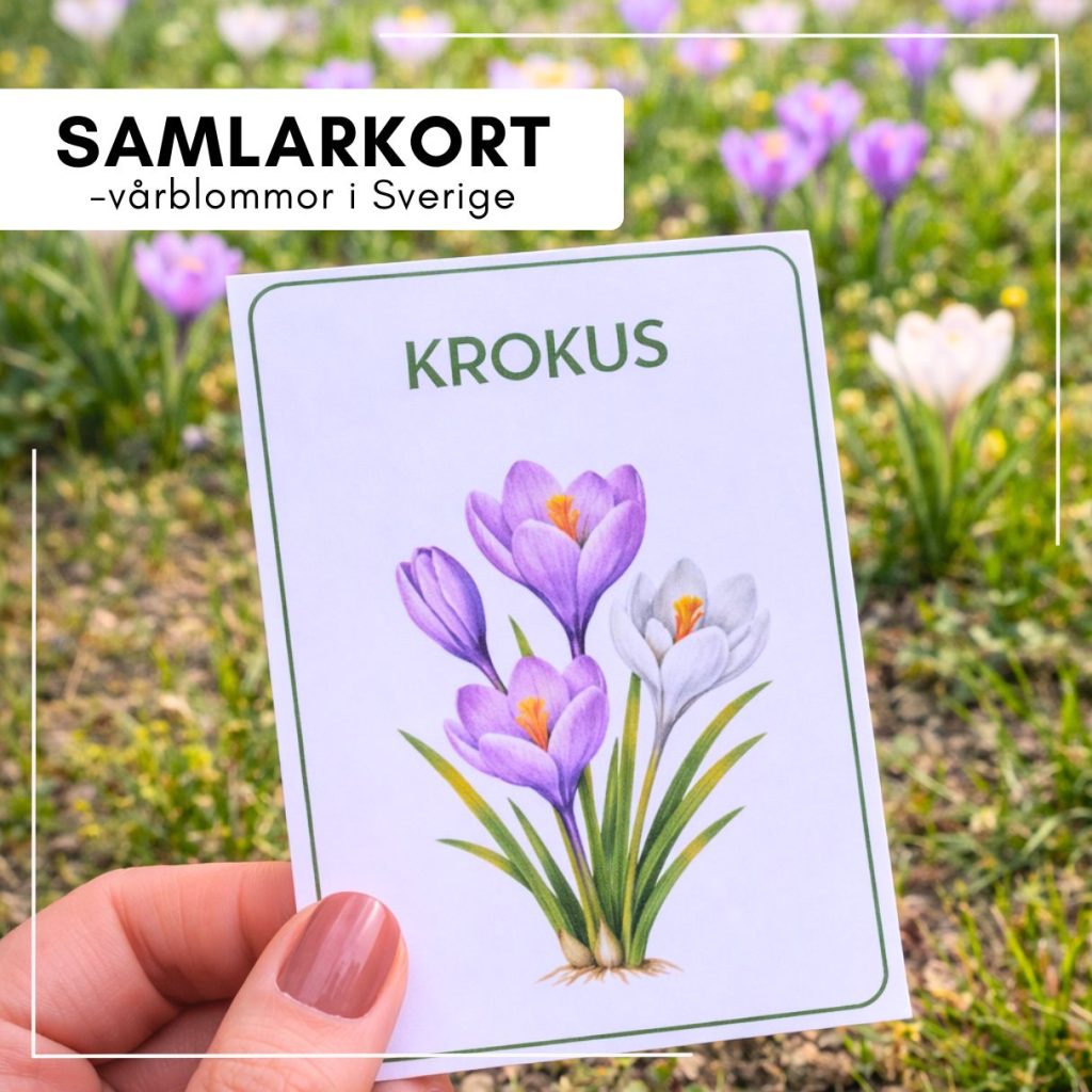 Samlarkort – vårblommor i Sverige