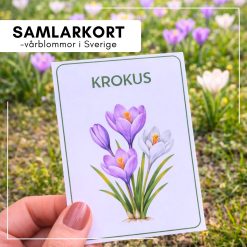 Samlarkort - vårblommor i Sverige