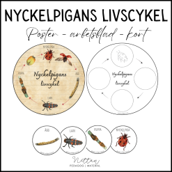 Nyckelpigans livscykel