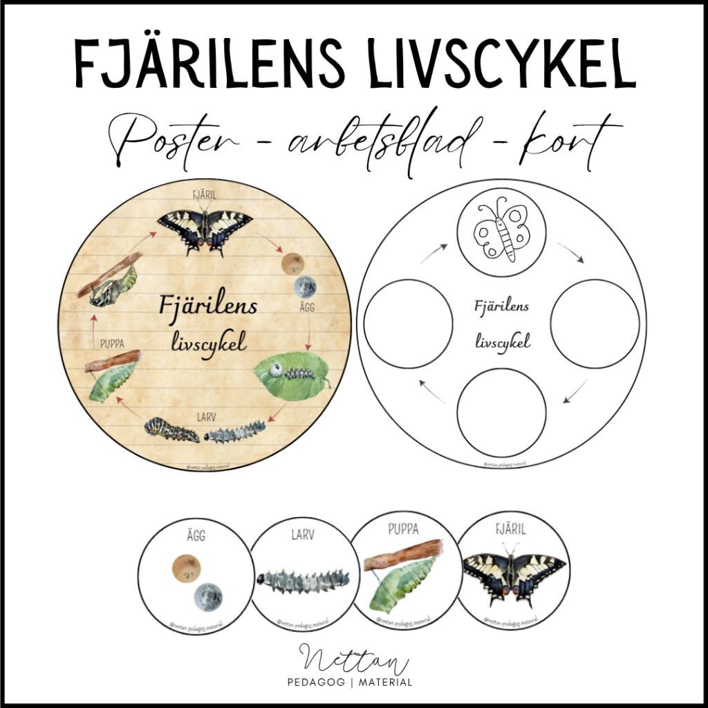 Fjärilens livscykel