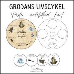Grodans livscykel