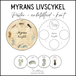 Myrans livscykel