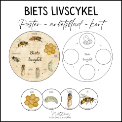 Biets livscykel