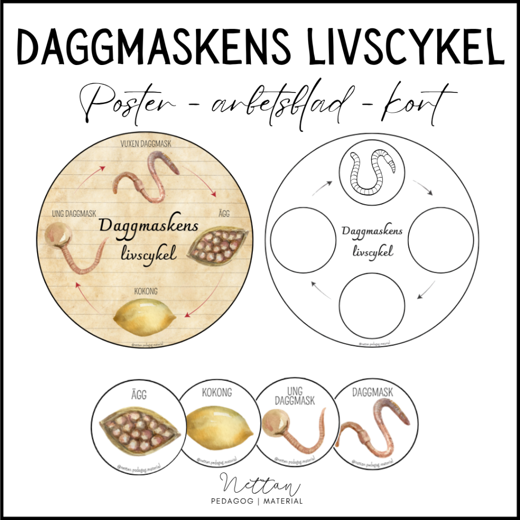 Daggmaskens livscykel