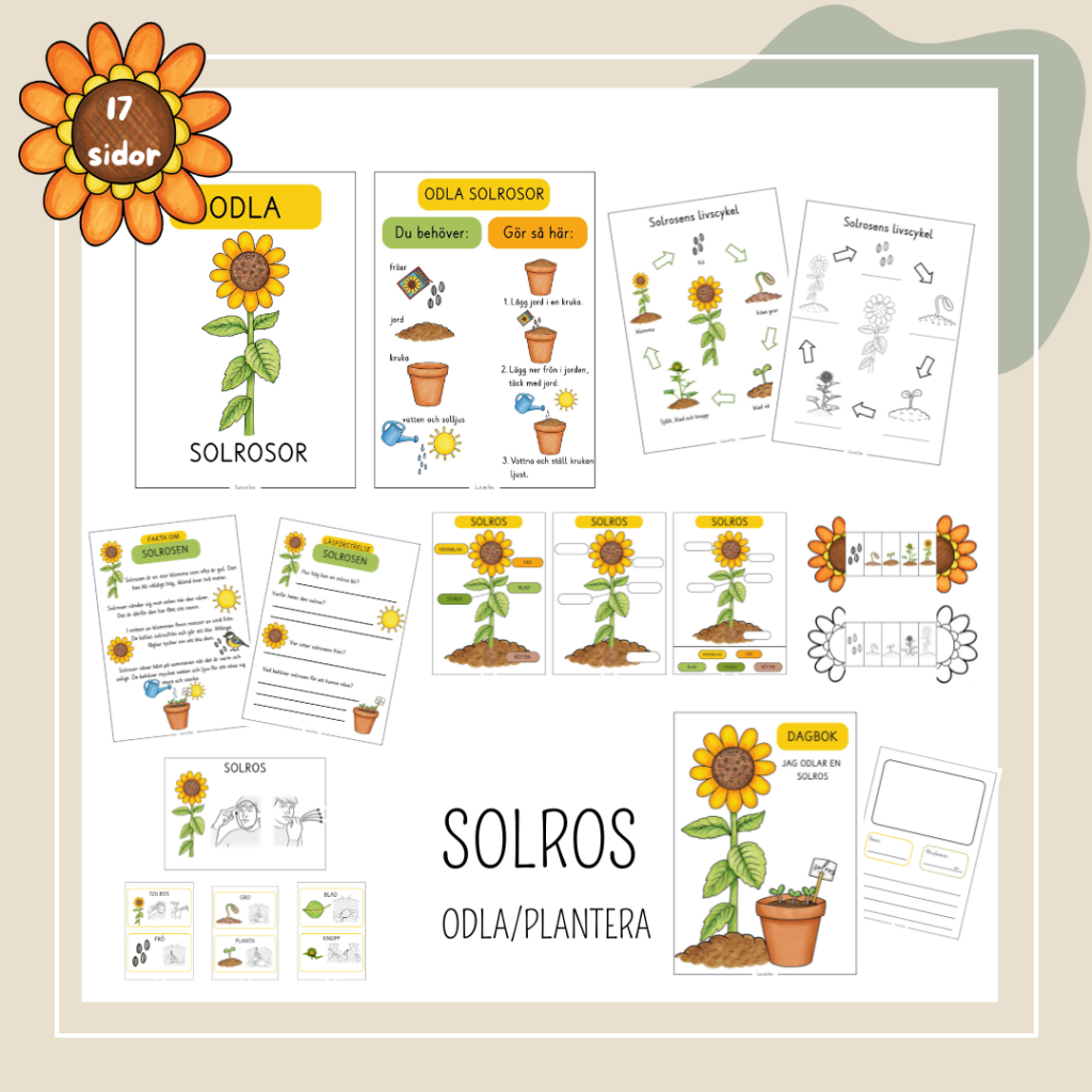 Odla / Plantera solrosor