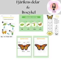 Fjärilens delar & livscykel