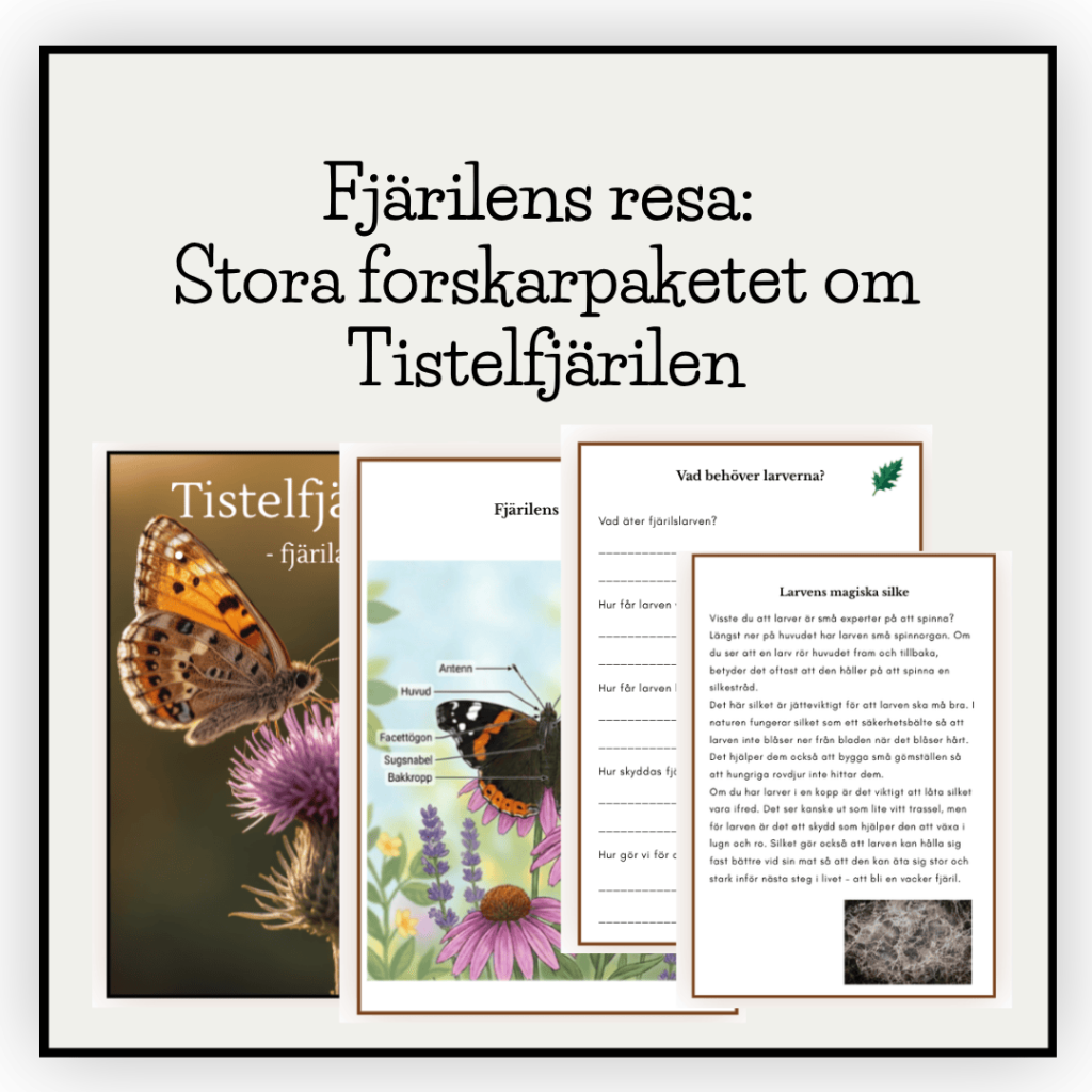 Fjärilens resa: Stora forskarpaketet om Tistelfjärilen