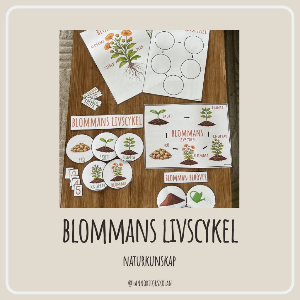 Blommans livscykel