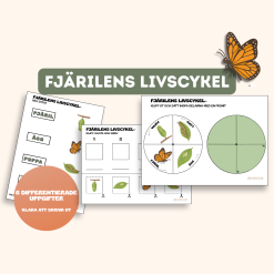 Fjärilens livscykel