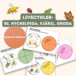 Livscykler- bi, nyckelpiga, fjäril, groda