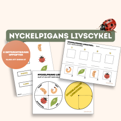 Nyckelpigans livscykel