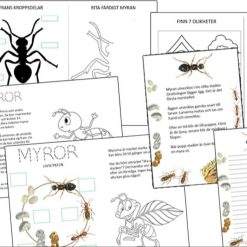 Myror – livscykel, anatomi och pyssel