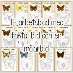 Fjärilar - Fakta och målarbild - 14 olika fjärilsarter - Svenska fjärilar