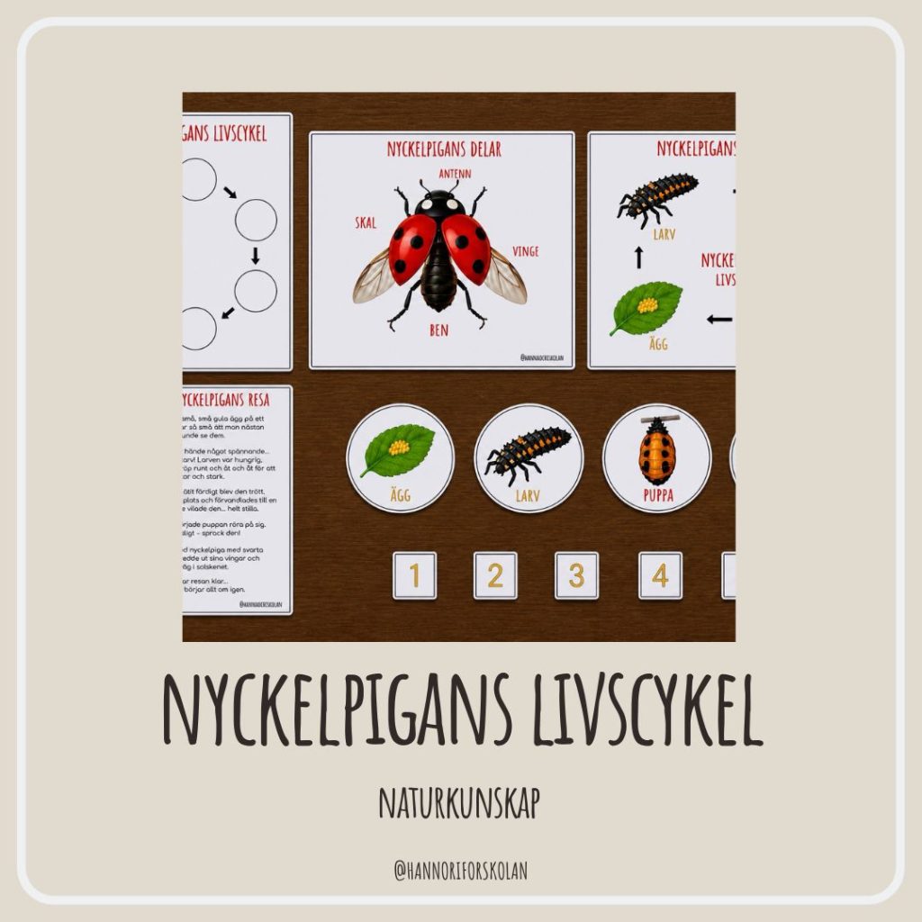 Nyckelpigans livscykel