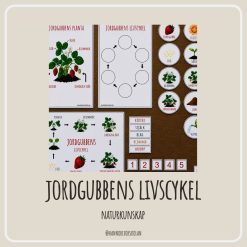 Jordgubbens livscykel