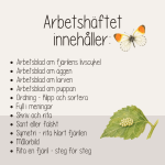 Fjärilens liv och livscykel – arbetshäfte med fakta, uppgifter och pyssel - bild 4