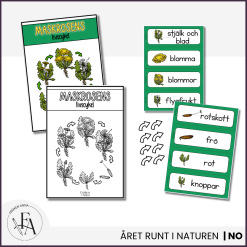 PAKET: Maskrosens livscykel