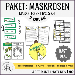 PAKET: Maskrosens livscykel
