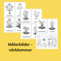 Målarbilder - vårblommor
