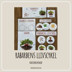 Rabarbens livscykel