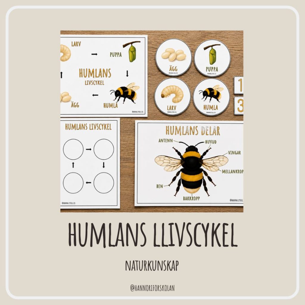 Humlans livscykel