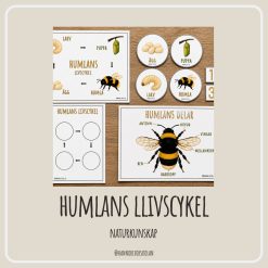 Humlans livscykel