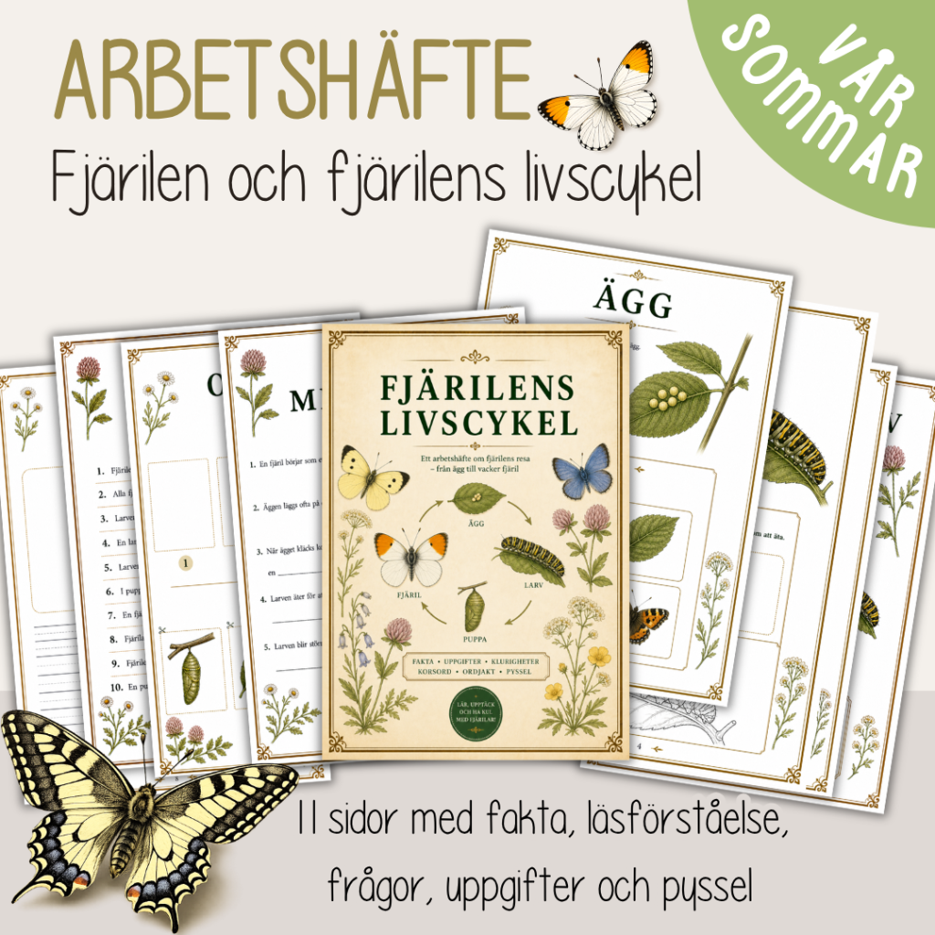 Fjärilens liv och livscykel – arbetshäfte med fakta, uppgifter och pyssel