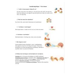 Våra sinnen – Instuderingshäfte + prov (NO åk 5, bildstöd)