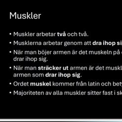 Häfte med tillhörade pp om muskler