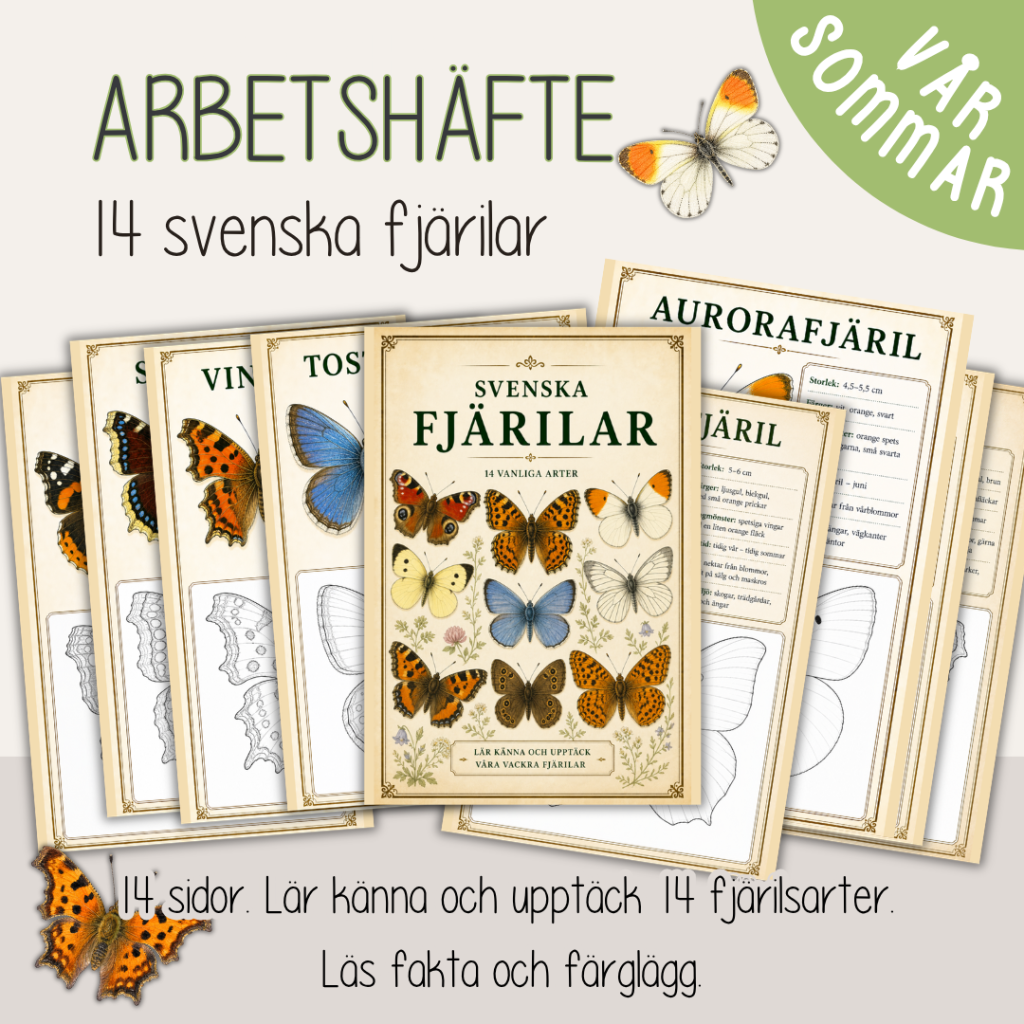 Fjärilar – Fakta och målarbild – 14 olika fjärilsarter – Svenska fjärilar