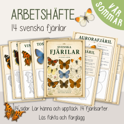 Fjärilar - Fakta och målarbild - 14 olika fjärilsarter - Svenska fjärilar