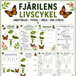 Fjärilen livscykel häfte