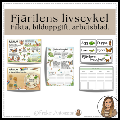 Fjärilens livscykel