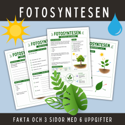 Fakta och arbetsuppgifter om fotosyntesen