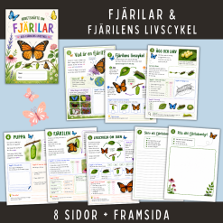 Fjärilar och fjärilens livscykel