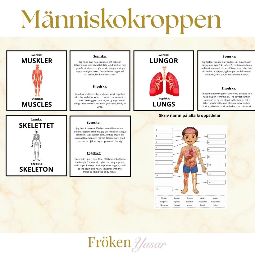 Kroppen