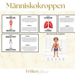 Människokroppen - Arbetsblad och kort