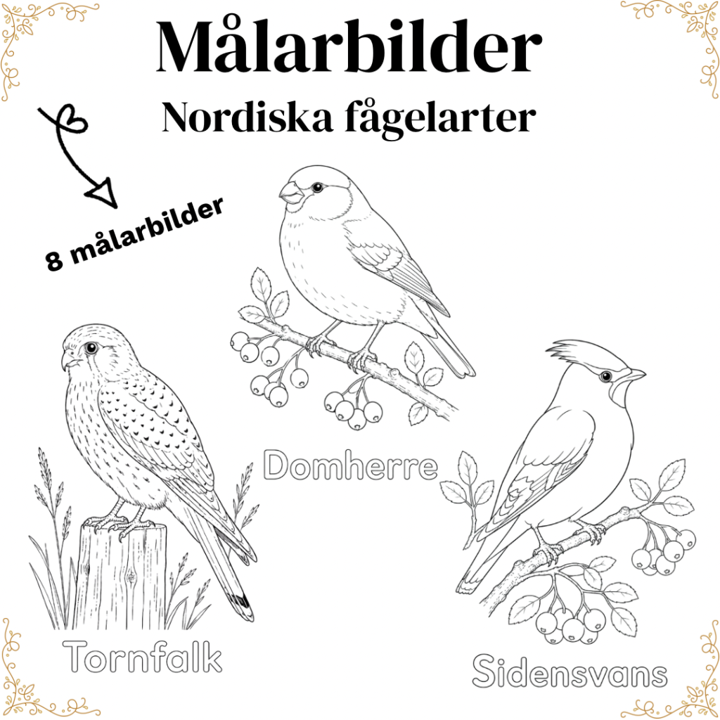 Målarbilder – nordiska fåglar