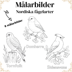 Målarbilder - nordiska fåglar