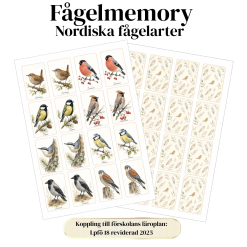 Fågelmemory - nordiska fågelarter
