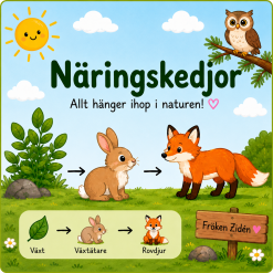 🌿 Näringskedjor – Presentation för lågstadiet (F–3)