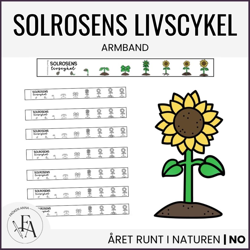 Armband – solrosens livscykel