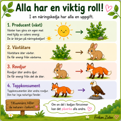 🌿 Näringskedjor – Presentation för lågstadiet (F–3)