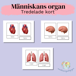 Människans organ - Tredelade kort (Montessori)