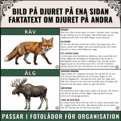 Djur i skogen – Bildkort med fakta och läsförståelse