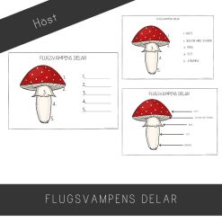 Flugsvampens delar