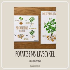 Potatisens livscykel